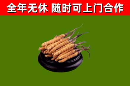 延津县回收散虫草